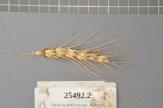 Click for 1 image(s) for this accession. Spike